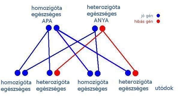 homozigóta-heterozigóta recesszív öröklődés